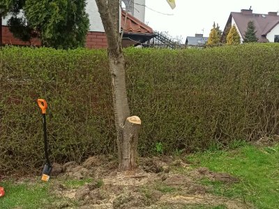 Wycinka drzewa przy ogrodzeniu - DUK Kaszuby
