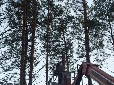 Wycinka sosen z podnośnikiem koszowym - DUK Kaszuby